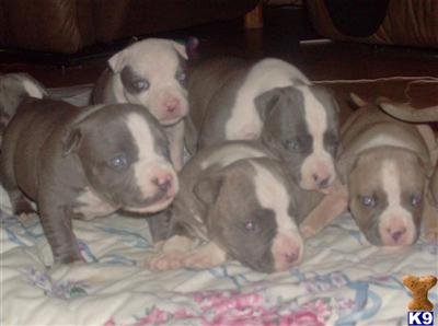 UKC registered American Pitbull Terriers- Excellent X-MAS present