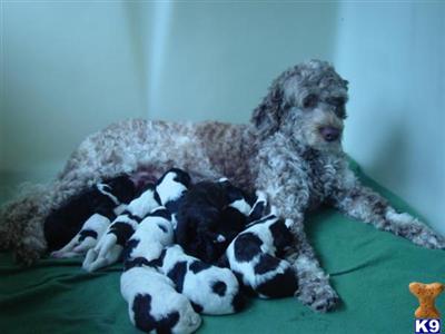 Puppies for Sale
