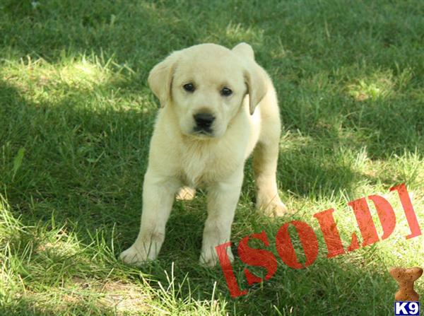 ivory lab puppies for sale in mn document moved ivory lab puppies for sale in mn document moved