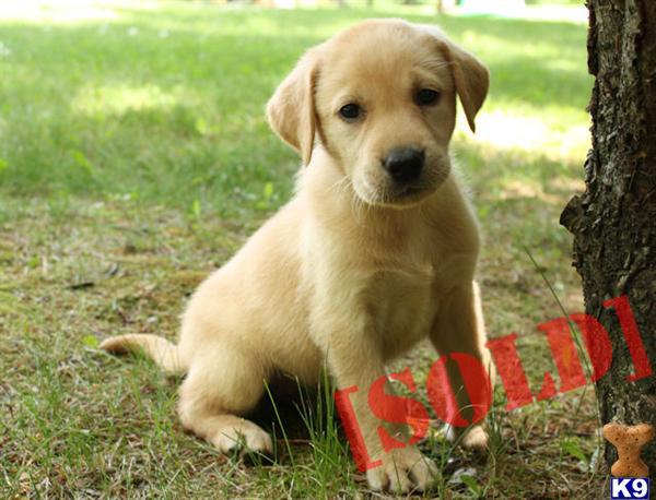 Precious AKC yellow female lab puppy