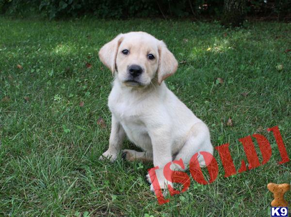 Adorable AKC yellow female lab puppy