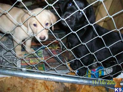 Lab puppies, AKC, all colors
