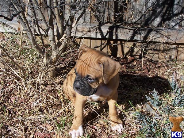 Fawn Boxer Boy Puppy