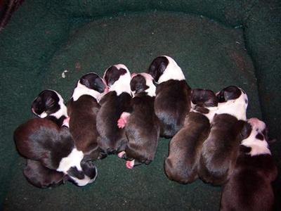 Our babies are looking for loving homes