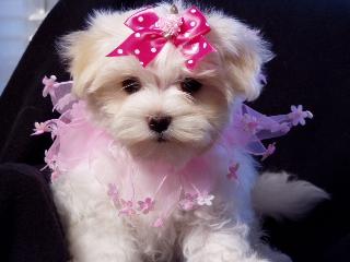 well trained and adoarble cherub maltese 