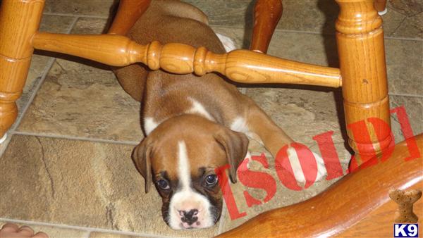 AKC Boxer- flashy fawn female