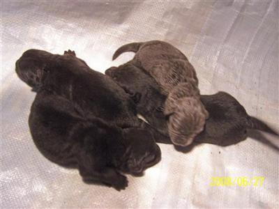 puppies