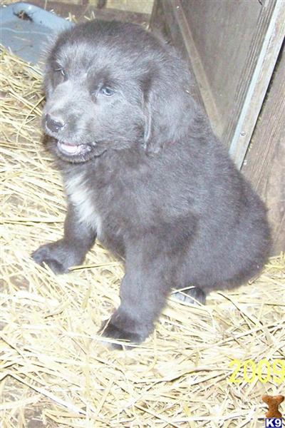 puppies