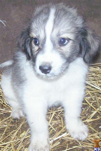 great pyrenees