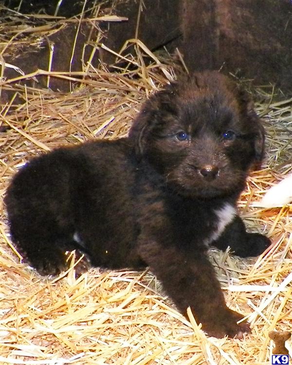 puppies