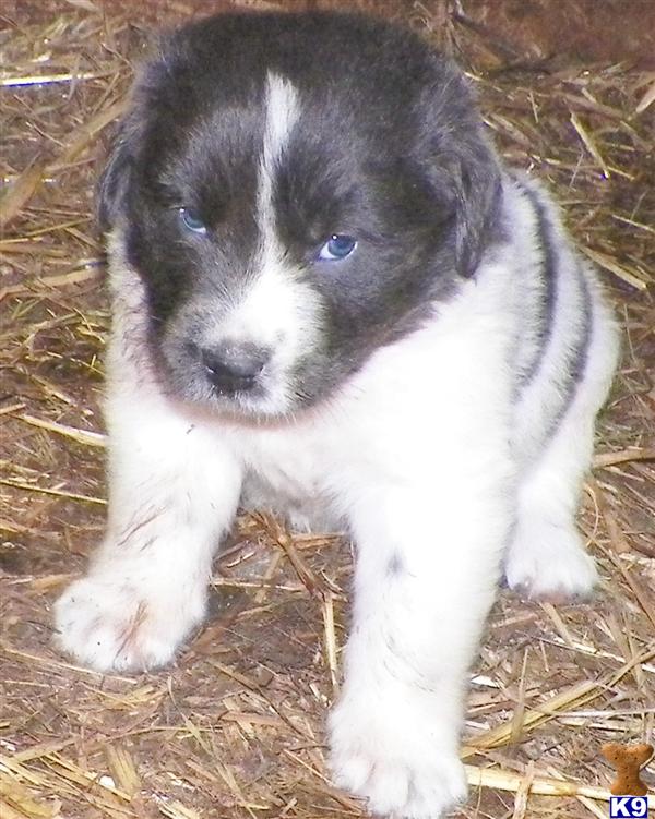 newfoundland puppies michigan document moved newfoundland puppies michigan document moved