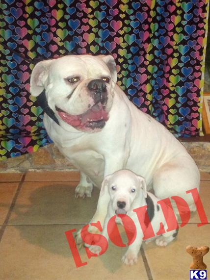 American bulldog