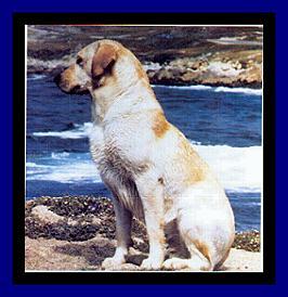 BISS AM. CAN. MEX. 78 WORLD  INT. CH. FRANKLINS GOLDEN MANDIGO CD AWC OS
