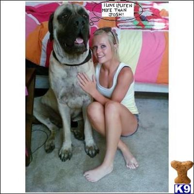 akc english mastiff pups
