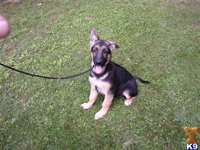 German Shepherd AKC puppies