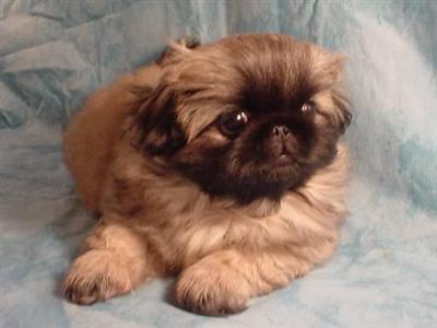 Pekingese Puppies in Texas