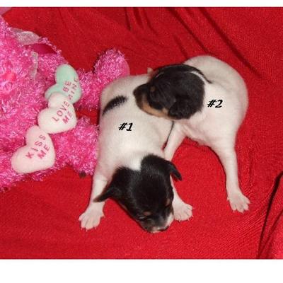tocute.com puppies