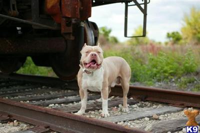 Gottiline Male Stud 2x Blue King Son/ 2x Notorious Juan Gotty Grandson