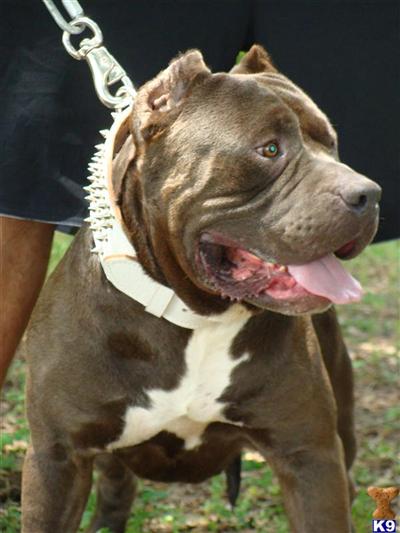 Direct Lo Jack Remy Martin Son Remyline Blood - Up For Stud