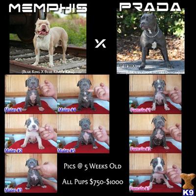 Gottiline Meets Remyline Pups.. 