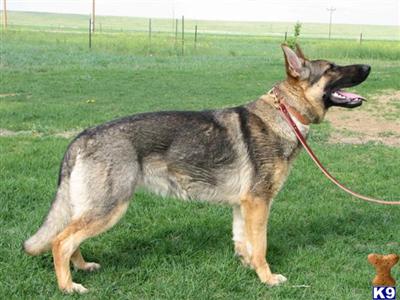 Arna