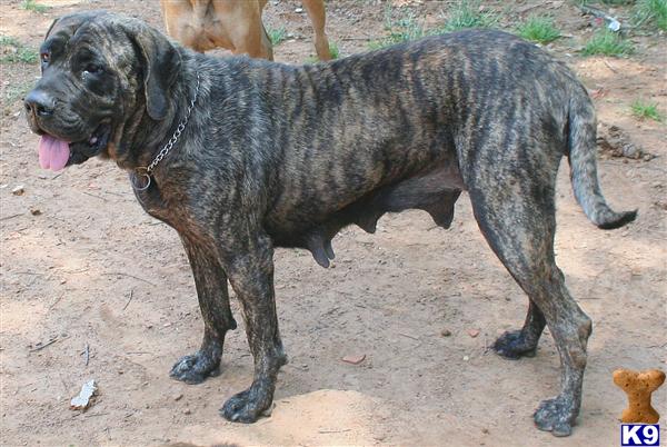 AKC ENGLISH MASTIFF MALE FAWN BRINDLE PUP - Mastiff Puppies for Sale
