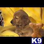 Golden Retriever puppies ready 