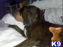 Baxter