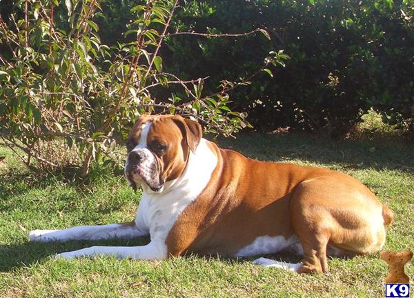 AKC Proven Stud. Big healthy litters. AKC DNA Profiled. New litter is available. 