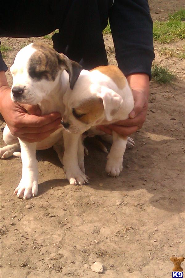 pups for sale