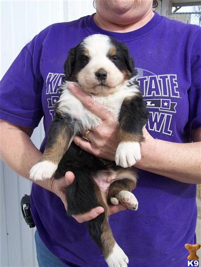 LAST LITTER OUT OF BELGIUM AND POLISH IMPORTS...DONT MISS OUT BMD