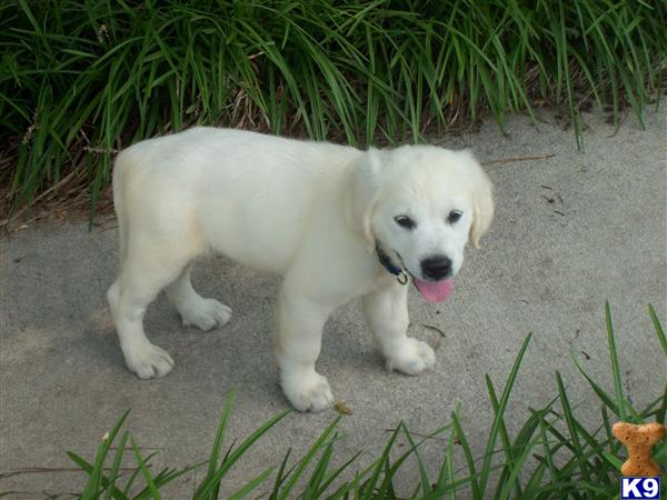 golden retriever breeders in south carolina document moved golden retriever breeders in south carolina document moved