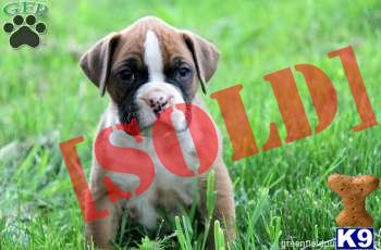 Miles - Boxer Male - shipping Available