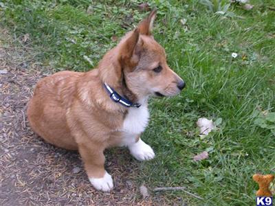 Pembroke Welsh Corgi AKC Puppies 