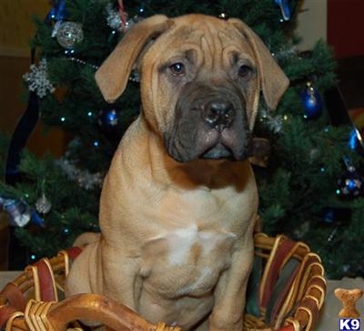 AKC Bullmastiff male puppies