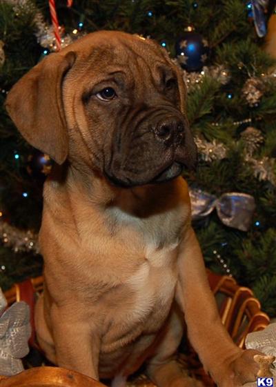 AKC Bullmastiff male puppies