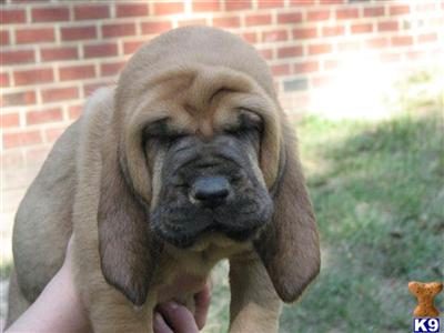 adorable akc registered bloodhounds