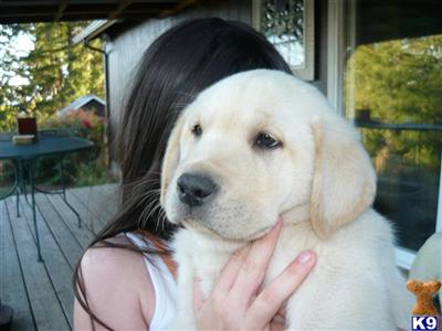 AKC Lab Puppies