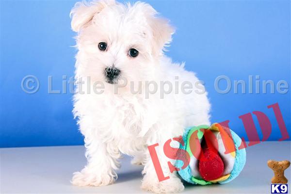 Milo- Male AKC Maltese  