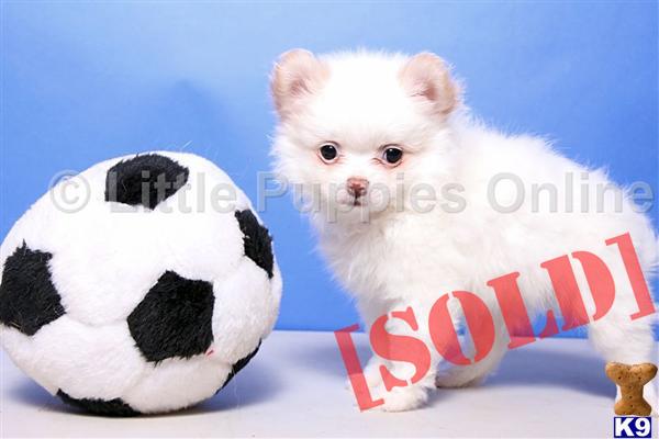 Skip- Male Pom  