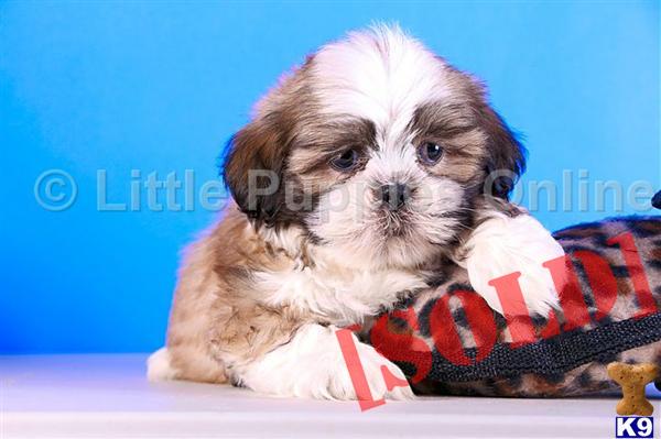 Hansen- Male Shih Tzu  
