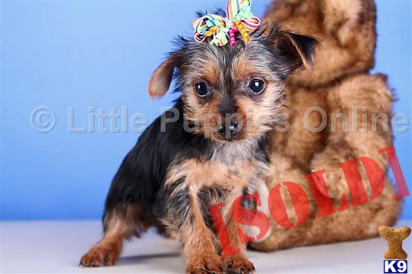 betty s teacup puppies document moved betty s teacup puppies document moved