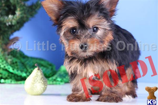 yorkie puppies for sale sydney document moved yorkie puppies for sale sydney document moved