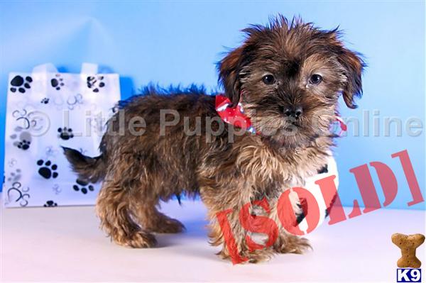 Chase - Male Shorkie  