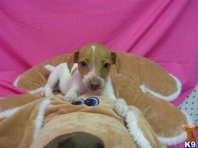 Sugar is a super cute Jack Russel 