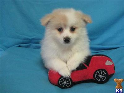 Male AKC Pom