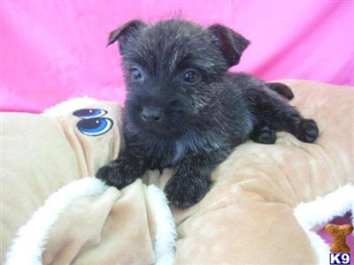 Female Cairn Terrier