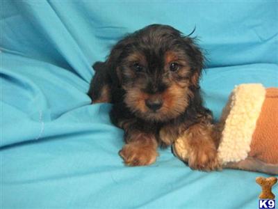 Male Yorkie