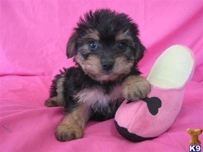 Female Yorkie-Bichon