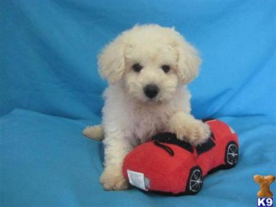 Buddy is a Handsome AKC Bichon